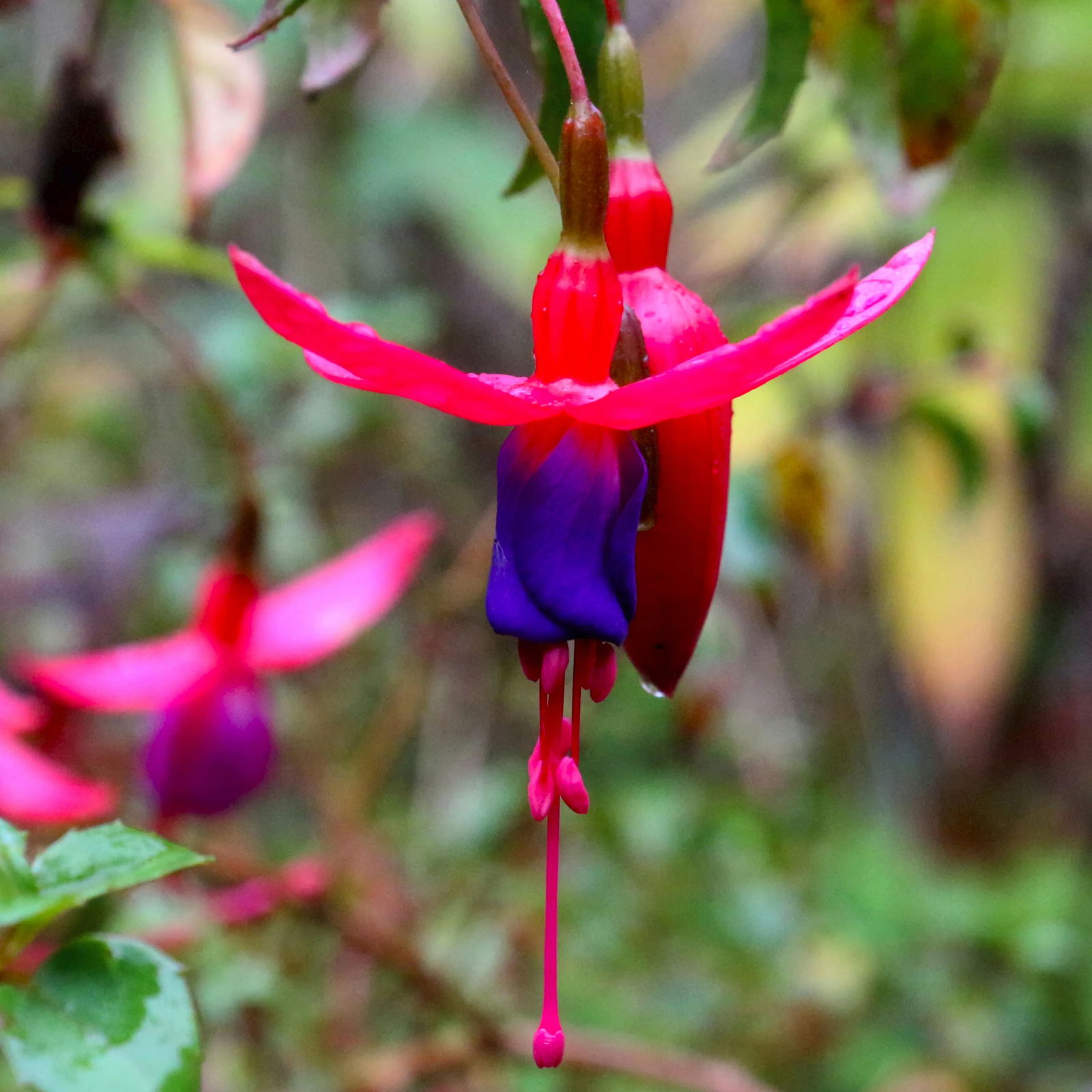Sherbrooke VIC Tourism Hervey Bay