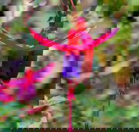 Friends of Tindale Garden Monthly Plant Sales - Tourism Hervey Bay