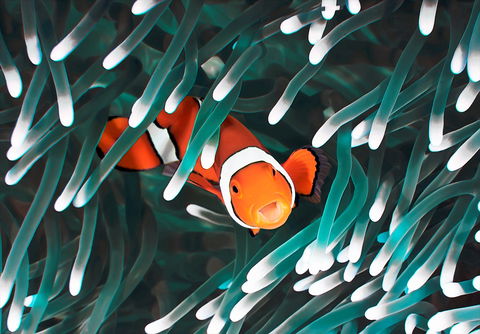 Great Barrier Reef Masters Games - Hervey Bay Accommodation 1