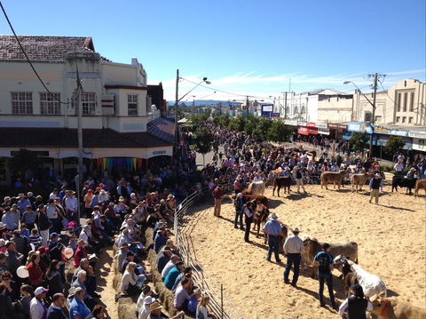 NCMC Casino Beef Week - Hervey Bay Accommodation 0