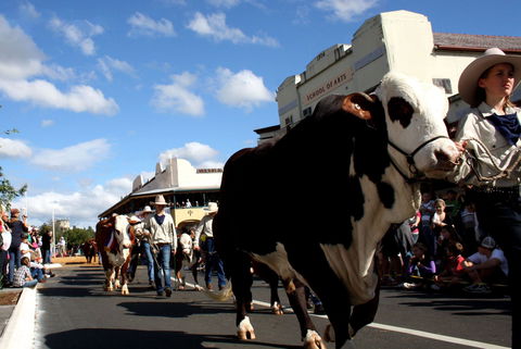 NCMC Casino Beef Week - Hervey Bay Accommodation 1
