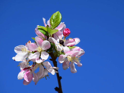 Spring Time At Hunter Valley Gardens - Hervey Bay Accommodation 0