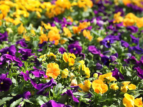 Spring Time At Hunter Valley Gardens - Hervey Bay Accommodation 2