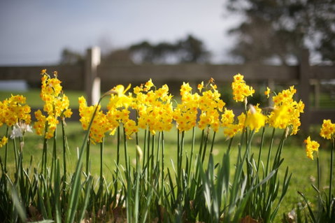 Sunday At Cruden Farm - Hervey Bay Accommodation 0