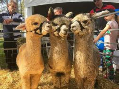 Tocal Field Days - Tourism Hervey Bay 2