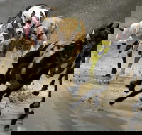 Twilight Greyhound Racing - Hervey Bay Accommodation