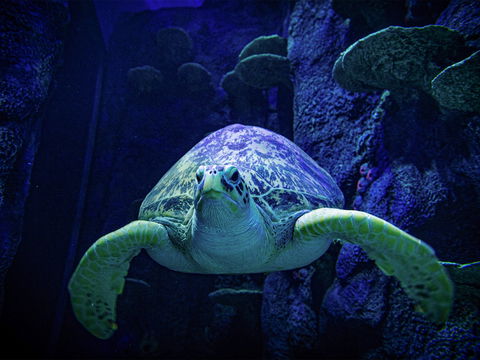 Sydney's Aquarium - Hervey Bay Accommodation 0