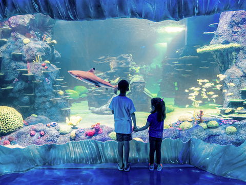 Sydney's Aquarium - Hervey Bay Accommodation 1
