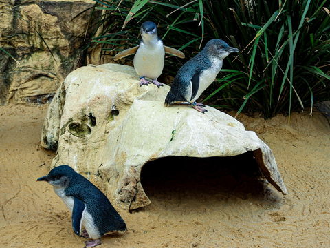 Sydney's Aquarium - Hervey Bay Accommodation 2