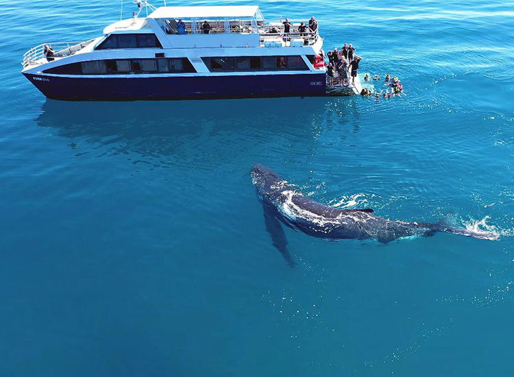 Whale Watching in Hervey Bay