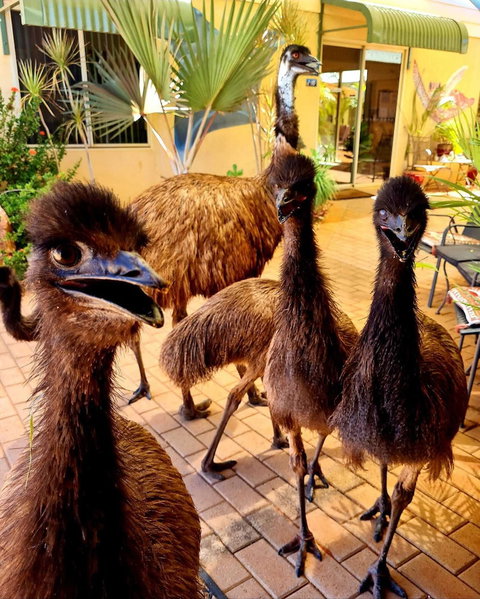 Ningaloo Lodge Exmouth - Hervey Bay Accommodation 5