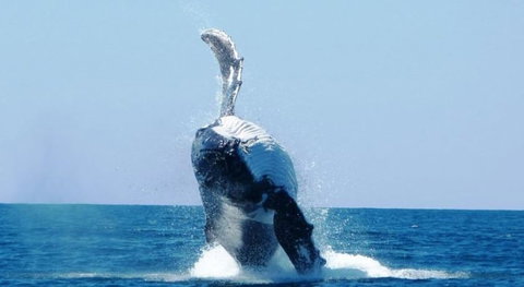 Ningaloo Lodge Exmouth - Hervey Bay Accommodation 4