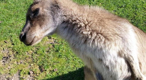 Ningaloo Lodge Exmouth - Hervey Bay Accommodation 2