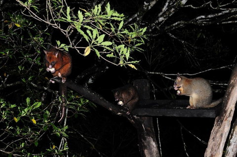 Broken River Mountain Resort - Hervey Bay Accommodation 1