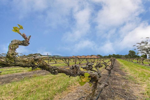 Barossa Vineyard Guesthouse - Hervey Bay Accommodation 5