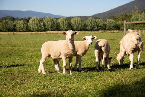Harvest Farm - Hervey Bay Accommodation 3