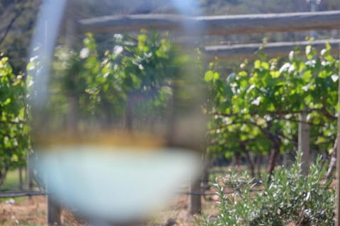 Every Man & His Dog Vineyard - Hervey Bay Accommodation 4
