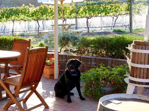 Every Man & His Dog Vineyard - Hervey Bay Accommodation 7