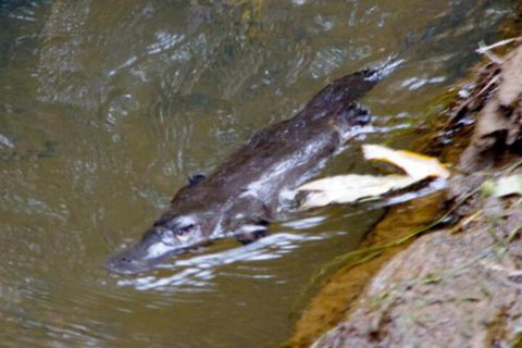 Chilverton Cottages & Restaurant - Tourism Hervey Bay 5