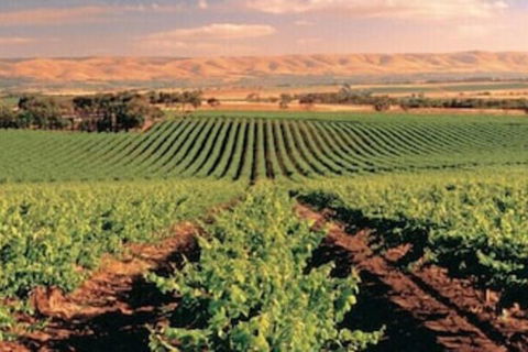 McLaren Vale Backpackers - Hervey Bay Accommodation 5