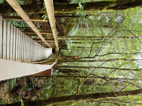 Tahune Air Walk Lodge - Hervey Bay Accommodation 4