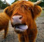 Nutcrackers Lodge - Tourism Hervey Bay