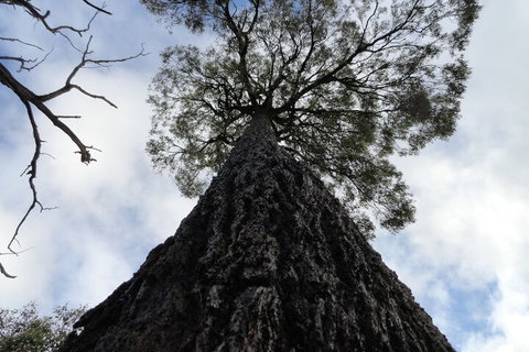 Down To Earth Farm Retreat - Hervey Bay Accommodation 1