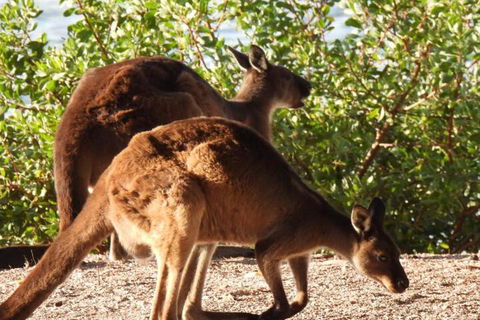 Ratcliff Cottage - Tourism Hervey Bay 5