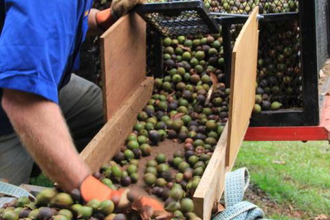 Terania Creek Farmstay - Hervey Bay Accommodation 1