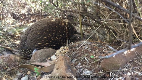 Penguin Seaside Homestay - Hervey Bay Accommodation 1