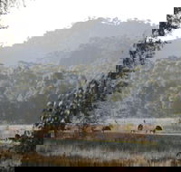 Dacelo - Tourism Hervey Bay