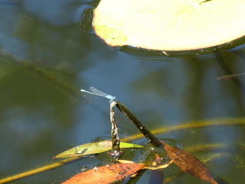 Magnolia Cottage - Tourism Hervey Bay 2