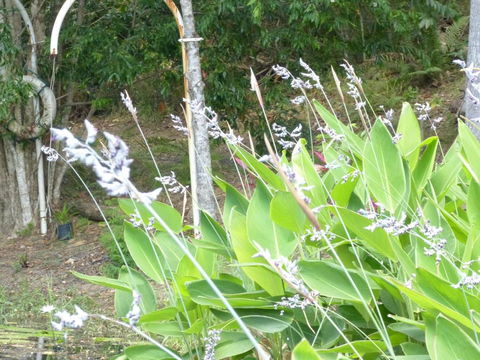 Magnolia Cottage - Tourism Hervey Bay 1