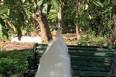 Bungala House 1856 - Hervey Bay Accommodation 4