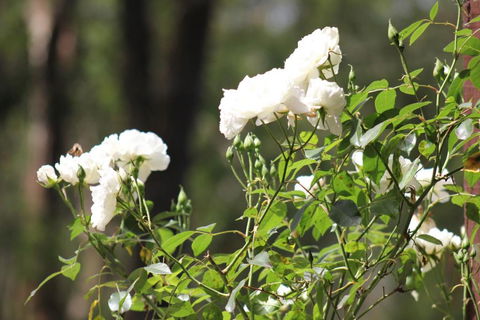 Avoca Park - Tourism Hervey Bay 5