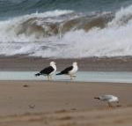 Baillieu Breeze - Tourism Hervey Bay