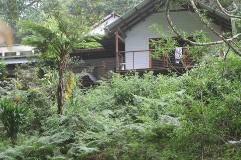 Peaceful Rainforest Wildlife Retreat - Hervey Bay Accommodation 5