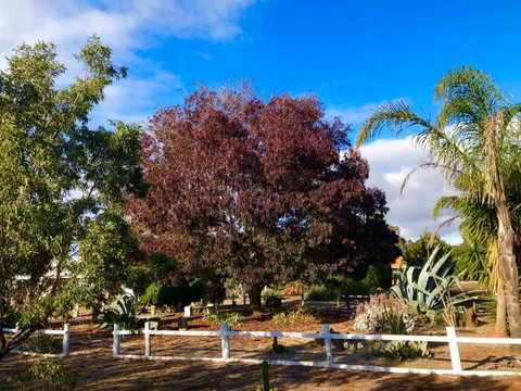 Melbourne Garden Bed & Breakfast - Hervey Bay Accommodation 5