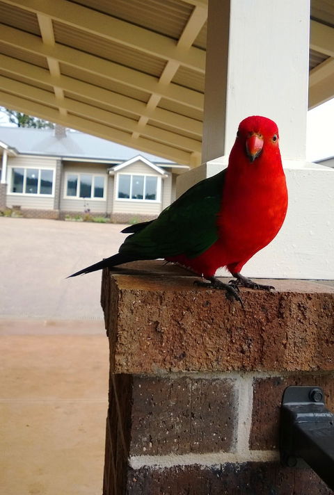 Marysville Garden Cottages - Tourism Hervey Bay 3