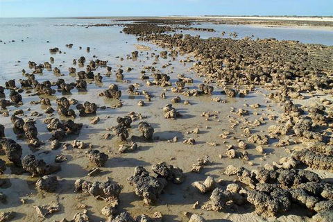 Hamelin Pool Caravan Park - Tourism Hervey Bay 3