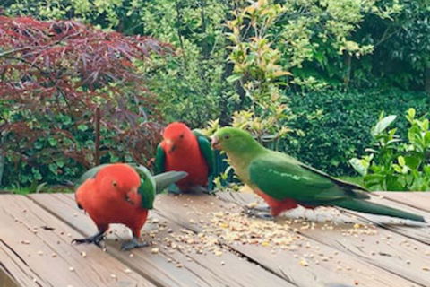 Crimson Villa - Tourism Hervey Bay 0