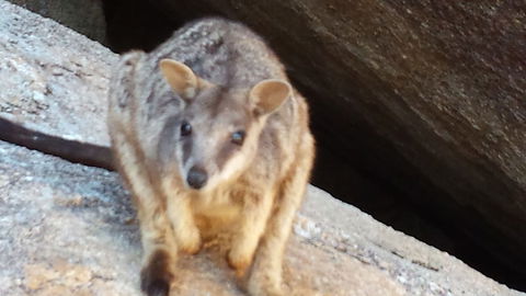 Arcadia Beach Guest House - Tourism Hervey Bay 1