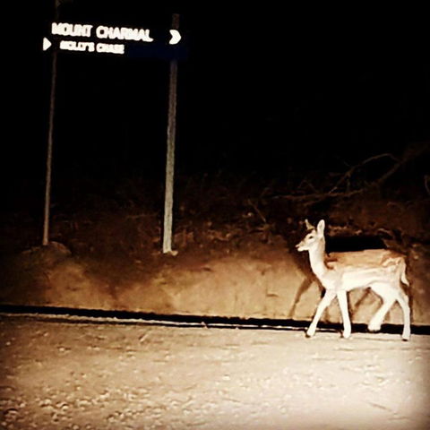 Mollys Chase - Tourism Hervey Bay 1