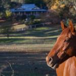 Historic Oak Hill House Estate Truffle Gourmet Festival Region - Hervey Bay Accommodation 0