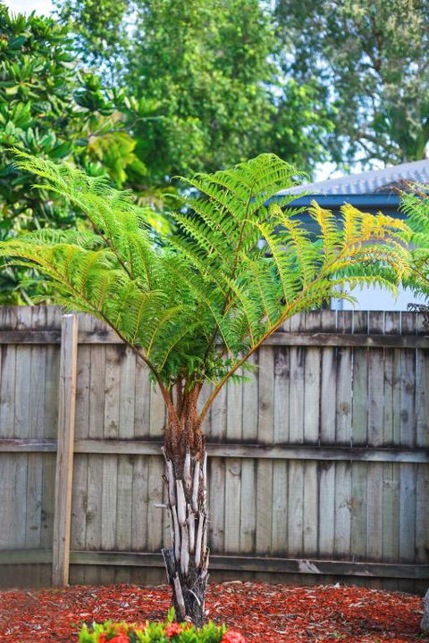 Uyoung Diving Resort - Tourism Hervey Bay 3