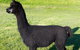 Raynella Alpaca Farmstay - thumb 2