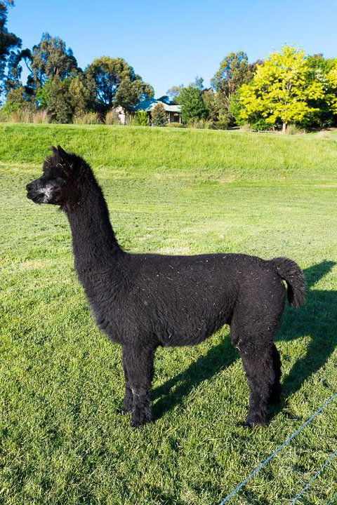 Raynella Alpaca Farmstay - Hervey Bay Accommodation 2