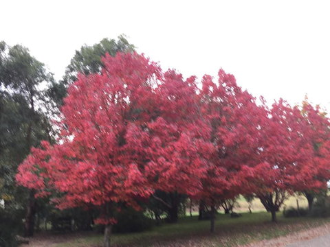 Raynella Alpaca Farmstay - Hervey Bay Accommodation 6