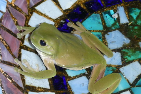 Kookaburra Cottage At Uralba Eco Cottages - Hervey Bay Accommodation 4