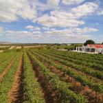 Barossa Valley Lyndoch - Hervey Bay Accommodation 0
